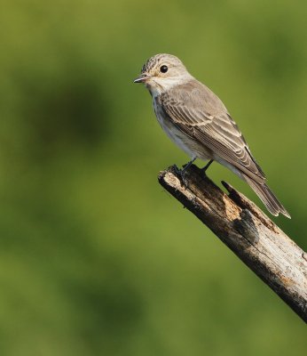 Grauwe Vliegenvanger/Spotted Flycatcher