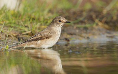 Grauwe Vliegenvanger/Spotted Flycatcher