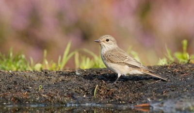 Grauwe Vliegenvanger/Spotted Flycatcher