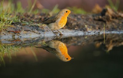 Roodborst/Robin