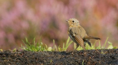 Roodborst/Robin