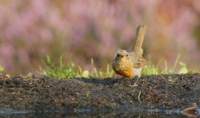 Roodborst/Robin