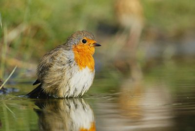 Roodborst/Robin