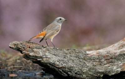 Gekraagde Roodstaart/Redstart