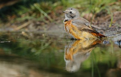 Gekraagde Roodstaart/Redstart