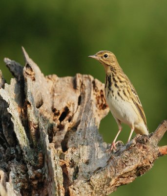 Boompieper/Tree Pipit