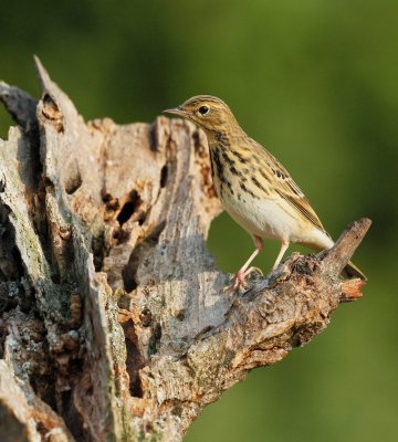 Boompieper/Tree Pipit