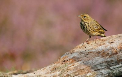 Boompieper/Tree Pipit