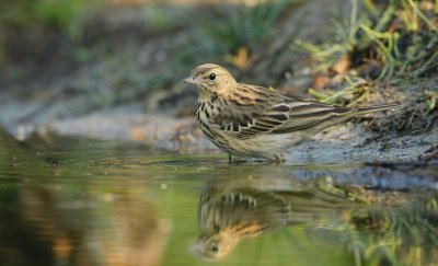 Boompieper/Tree Pipit