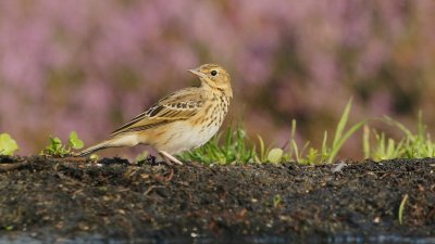 Boompieper/Tree Pipit