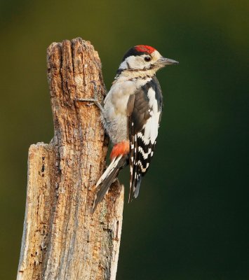 Grote Bonte Specht/Great Spotted Woodpecker