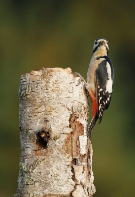 Grote Bonte Specht/Great Spotted Woodpecker