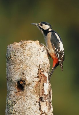 Grote Bonte Specht/Great Spotted Woodpecker