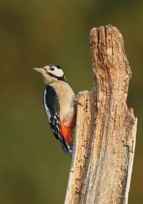 Grote Bonte Specht/Great Spotted Woodpecker