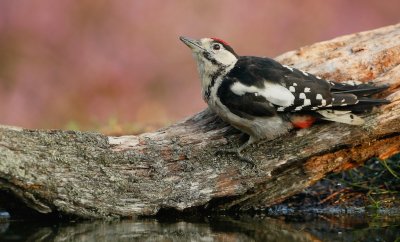 Grote Bonte Specht/Great Spotted Woodpecker