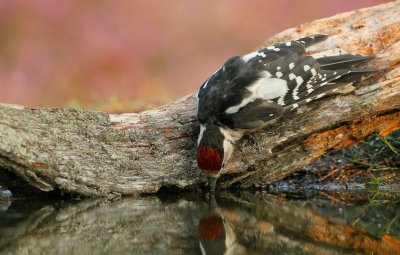 Grote Bonte Specht/Great Spotted Woodpecker