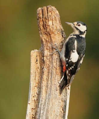 Grote Bonte Specht/Great Spotted Woodpecker