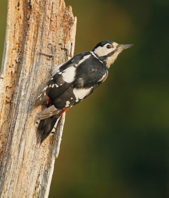 Grote Bonte Specht/Great Spotted Woodpecker
