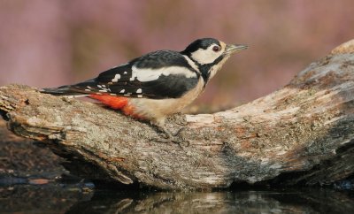 Grote Bonte Specht/Great Spotted Woodpecker