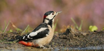 Grote Bonte Specht/Great Spotted Woodpecker