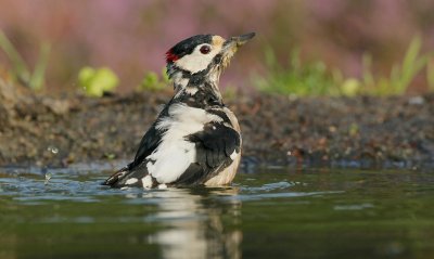 Grote Bonte Specht/Great Spotted Woodpecker