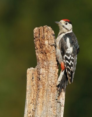Grote Bonte Specht/Great Spotted Woodpecker
