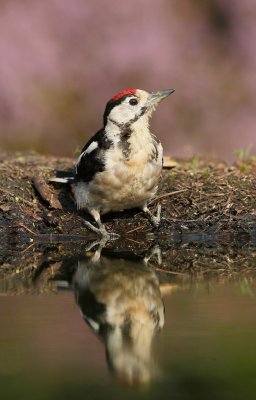 Grote Bonte Specht/Great Spotted Woodpecker
