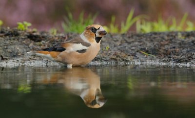 Appelvink/Hawfinch