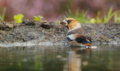 Appelvink/Hawfinch