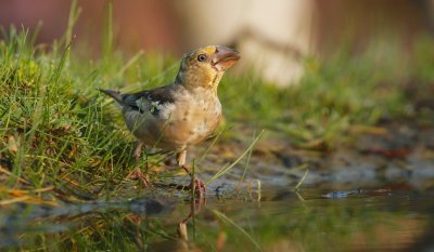 Appelvink/Hawfinch