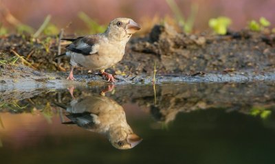 Appelvink/Hawfinch