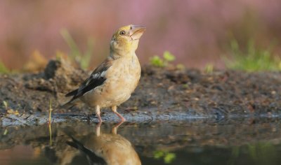 Appelvink/Hawfinch