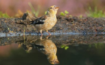 Appelvink/Hawfinch