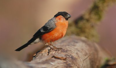 Goudvink/Bullfinch