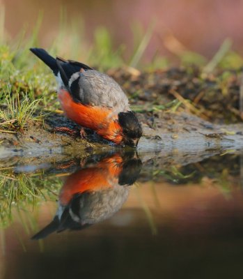 Goudvink/Bullfinch