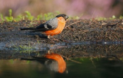 Goudvink/Bullfinch