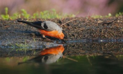 Goudvink/Bullfinch