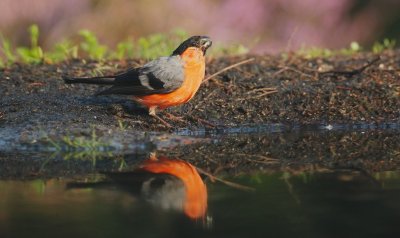 Goudvink/Bullfinch