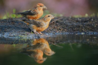 Kruisbek/Crossbill