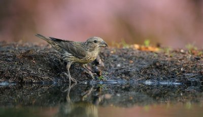 Kruisbek/Crossbill