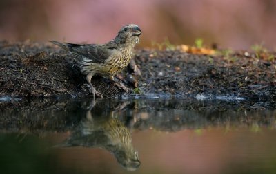 Kruisbek/Crossbill