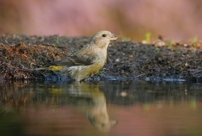 Kruisbek/Crossbill