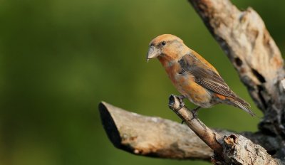 Kruisbek/Crossbill
