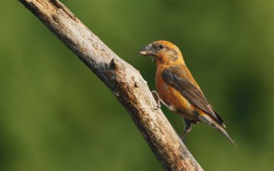 Kruisbek/Crossbill