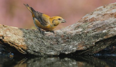 Kruisbek/Crossbill