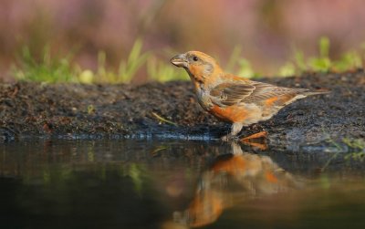 Kruisbek/Crossbill