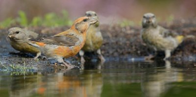Kruisbek/Crossbill