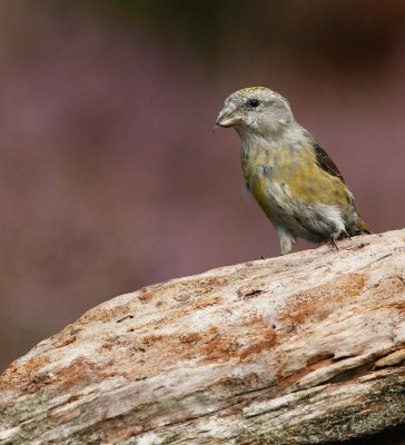 Kruisbek/Crossbill