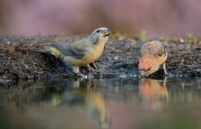 Kruisbek/Crossbill
