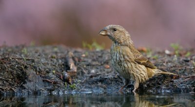Kruisbek/Crossbill